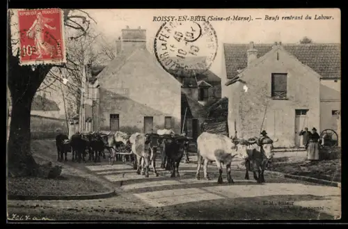 AK Roissy-en-Brie /Seine-et-Marne, Boeufs rentrant du Labour