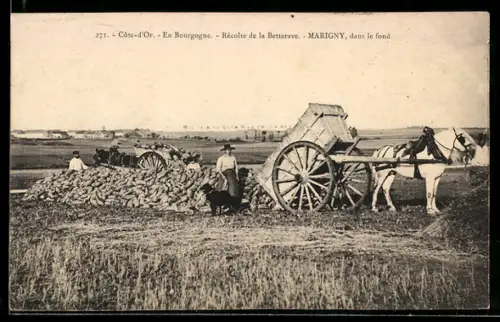 AK Marigny, Récolte de la Betterave, dans le fond
