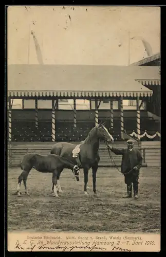 AK Hamburg, 24. Wanderausstellung der Deutschen Landwirtschafts-Gesellschaft 1910, Pferde Deutsche Edelzucht