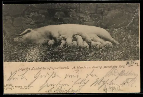 AK Mannheim, 16. Wanderausstellung, Deutsche Landwirtschaftsgesellschaft 1902, säugende Sau mit Ferkeln