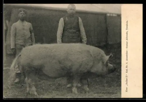 AK Leipzig, 23. D. L. G. Wanderausstellung 1909, Zuchteber Buller II