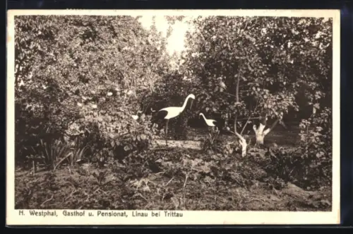 AK Linau bei Trittau, Storchenplastiken im Garten, Gasthof H. Westphal