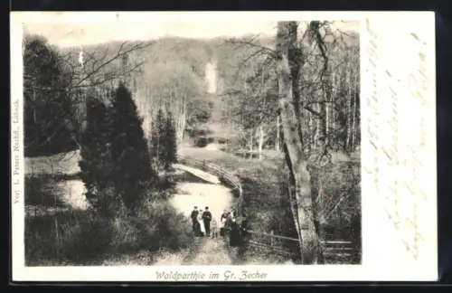 AK Gr. Zecher, Waldpartie mit Wanderweg