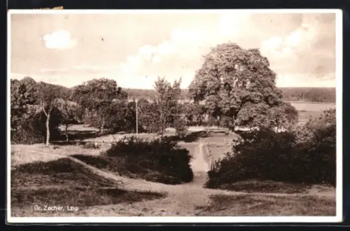 AK Gr. Zecher /Lbg., Partie am Waldrand