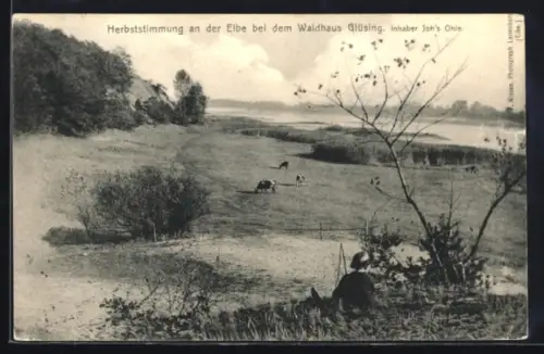 AK Glüsing, Herbststimmung an der Elbe bei dem Waldhaus Glüsing mit weidenden Kühen
