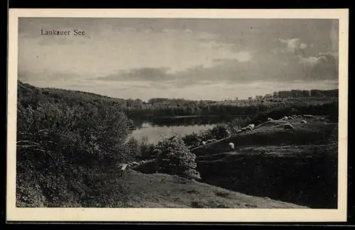 AK Lankau, Lankauer See