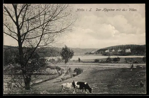 AK Mölln i. L., Hegesee mit den Villen und Kühen