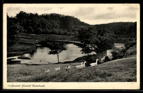 AK Grünhof-Tesperhude, Ortspartie mit Gänsen