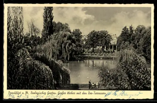 AK Frankfurt-Ostend, Zoologischer Garten, Grosser Weiher mit den Zoo-Terrassen