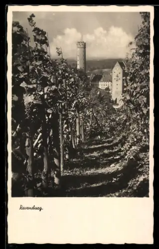 AK Ravensburg, Blick durch Weinberge auf Stadttürme