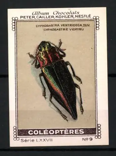 Reklamemarke Album Chocolats, Peter, Cailler, Kohler, Nestlé, Coleopteres, Insekt / Käfer-Illustration