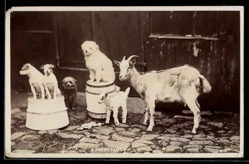 AK Kleine Hunde und Ziege mit Zicklein