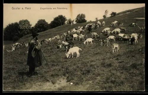 AK Goslar, Ziegenherde am Petersberg, Hirte