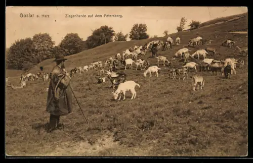AK Goslar, Ziegenherde und Hirte am Petersberg