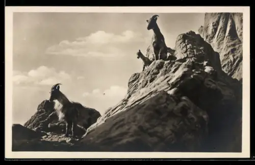 AK Altona-Stellingen-Hamburg, Hagenbeck`s Tierpark, Hochgebirge, Tharziegen