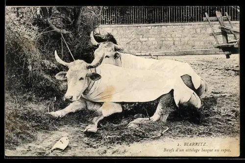 AK Biarritz, Boeufs d`un attelage basque au repos