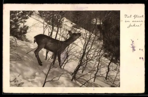 AK Reh im Schnee knabbert an einem Zweig, Neujahrsgruss