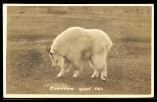 AK Mountain Goat, Portrait