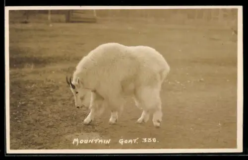 AK Mountain Goat, Ziege auf einer Weide