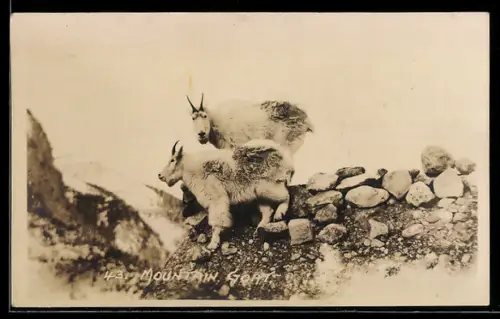 AK Mountain Goat, Schneeziegen im Gebirge