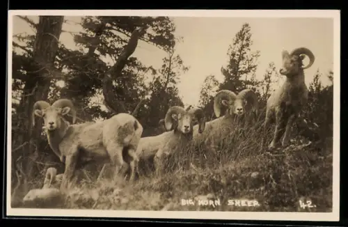 AK Grosse Hornschafe auf einem Abhang