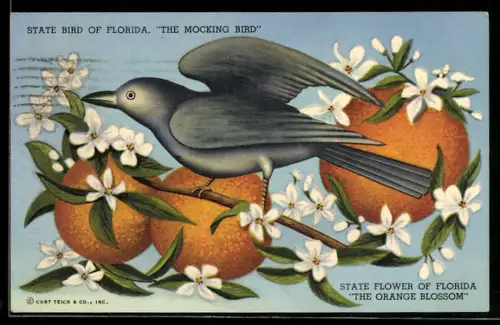 AK Florida, Mocking Bird and Orange Blossom