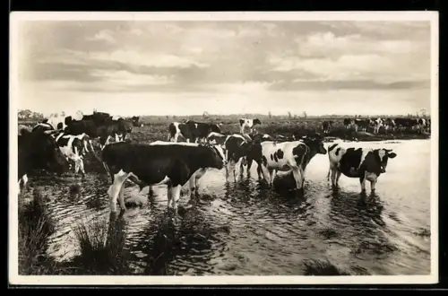 AK `s-Gravenhage, Ned. Bond tot Bestrijding der Vivisectie, Secr. Koninginnegracht 77, Kuhherde am Wasser