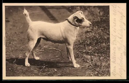 Foto-AK Hund mit Halsband auf einem Feldweg