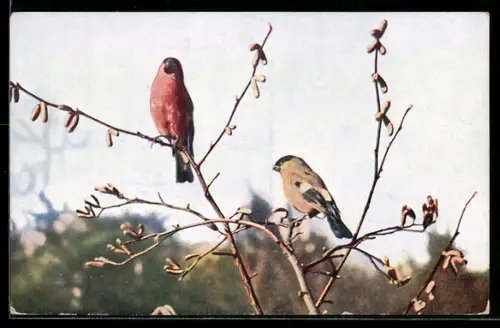 AK Vogel, Dompfaff in Zweigen sitzend
