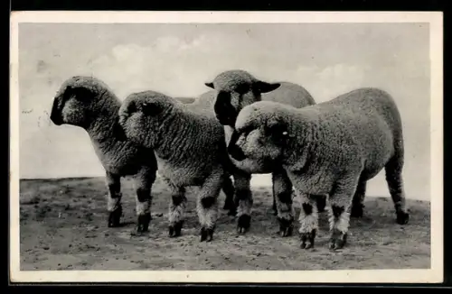 AK Vier Schafe mit dichtem Fell