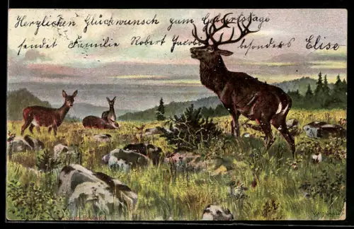 AK Röhrender Hirsch und Hirschkühe auf einer Wiese