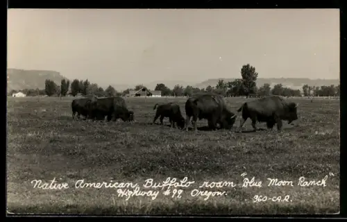 AK Medford, Oregon, Blue Moon Ranch, Native American Buffalo