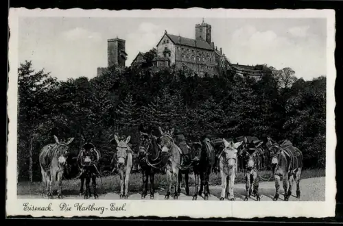 AK Eisenach, Wartburg-Esel und Burg