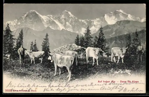 AK Milchkühe und Almbauer in den Alpen