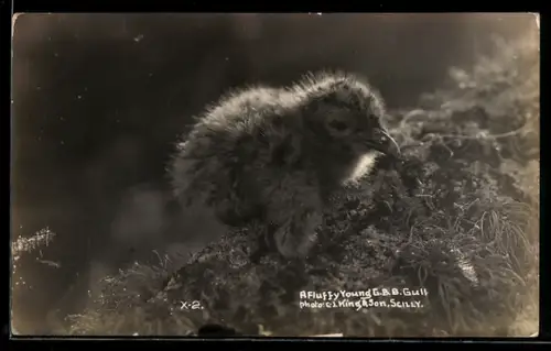 AK A Fluffy Young GBB Gulf