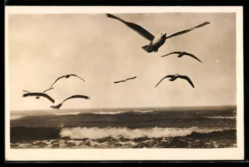 AK Fliegende Möwen am Meer