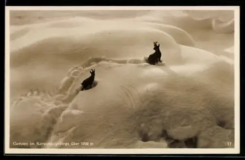 AK Karwendelgebirge, Gemsen im Schnee