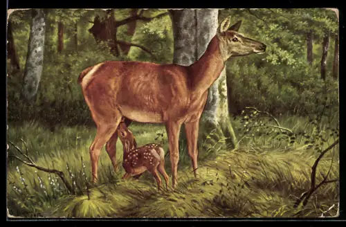 AK Reh mit saugendem Kitz auf einer Lichtung