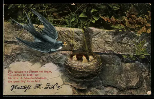 AK Schwalbe beim Füttern der Jungen