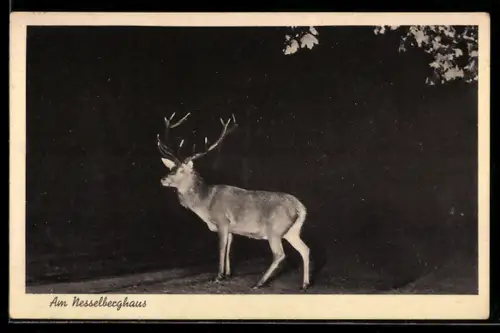 AK Tambach-Dietharz, An der Gaststätte Nesselberghaus, Hirsch bei Nacht
