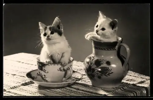 AK Katzenwelpen in Tasse und Milchkrug
