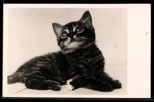 AK Tabby Kitten, Portrait