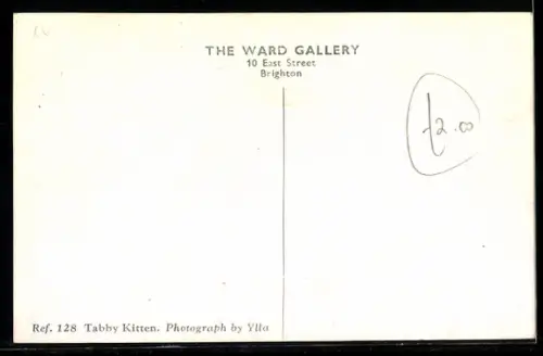 AK Tabby Kitten, Portrait