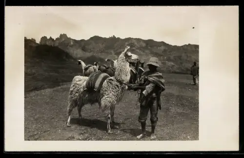 Foto-AK Lamas als Lasttiere im Gebirge