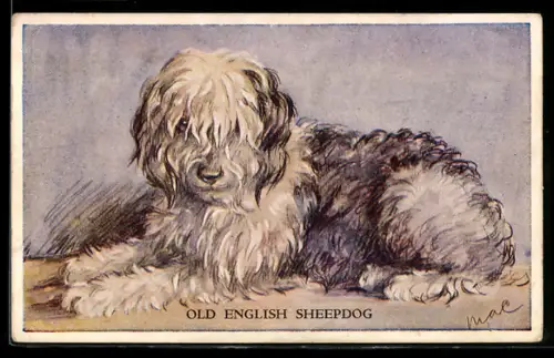 AK Old English Sheepdog, Portrait