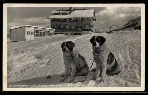 AK Hirschegg, Bernhardinerhunde vor dem Waldemar Petersenhaus