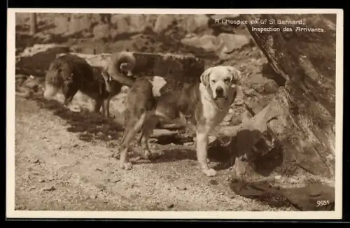 AK Grd. St. Bernard, Hospice, Inspection des Arrivants