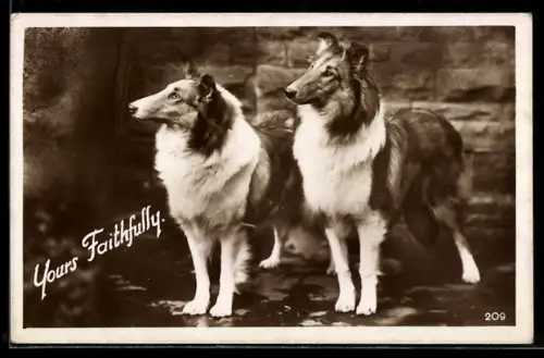 AK Zwei nebeneinanderstehende Collies