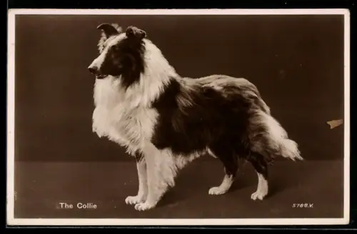 AK The Collie, Portrait