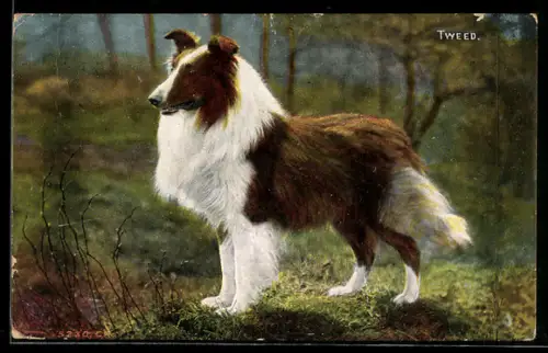 AK Tweed, Collie im Grünen